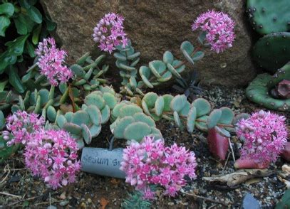 Sedum sieboldii