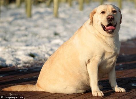 Tudo Sobre A Ra A De Cachorro Labrador Entenda Melhor O Seu C Ozinho