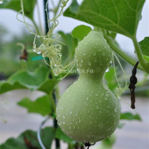 Graines Seeds Calebasse Birdhouse Lagenaria Siceraria