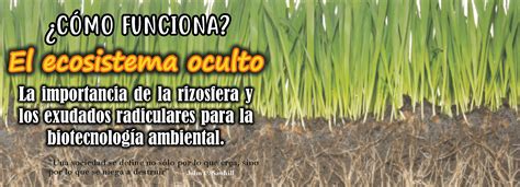 El Ecosistema Oculto La Importancia De La Rizosfera Y Los Exudados