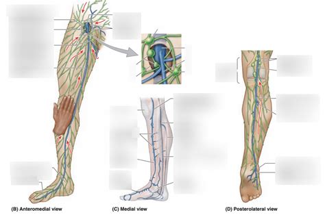 Label Superficial Venous Drainage Of Lower Limb Diagram Quizlet