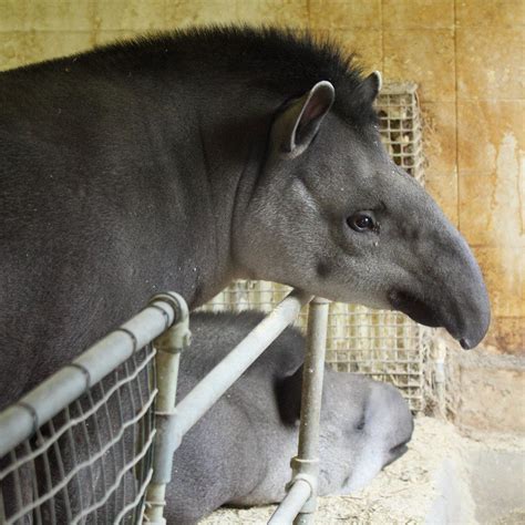 Prehistoric Profile Tapirs Havent Changed Much Over The Last 40 To 50