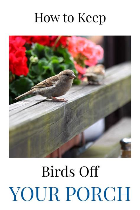 How To Keep Birds Off Your Porch Keep Birds Away Birds Bird Deterrents