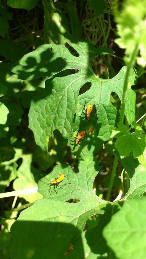 Milkweed Assassin Bug Project Noah