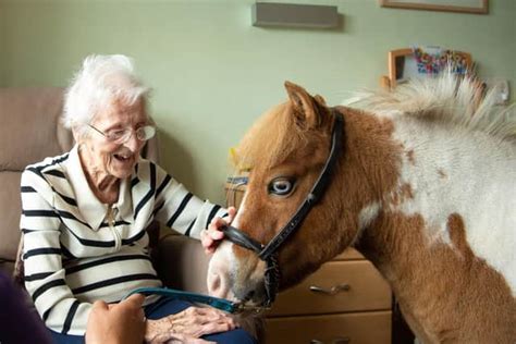 Miniature therapy pony brings joy to residents at Scarborough Court ...