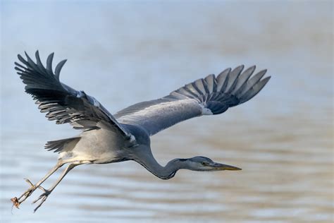 Héron Cendré Héron Cendré Ardea Cinerea Grey Heron Fabrice