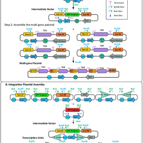 PDF Rapid Assembly Of Multi Gene Constructs Using Modular Golden Gate