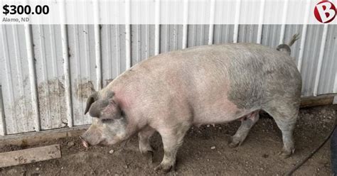 2 Bred Sows for sale LAST PRICE DROP | Alamo, ND