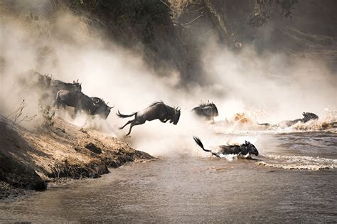 Serengeti Wildlife Safari: Great Migration