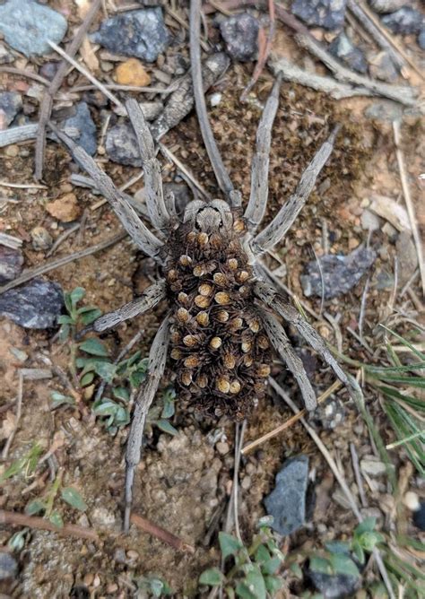 Spider Carrying Egg Sack