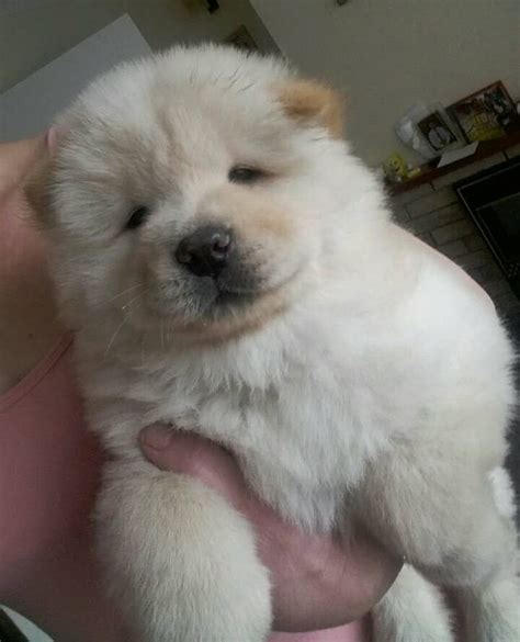 Chow Chow Puppies For Sale | Pennsylvania Avenue, Los Angeles, CA #255208