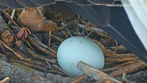 Famed bald eagles Jackie and Shadow have 1st egg of season: Live nest cam