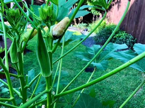 When To Plant Okra Planting Guide 2023 Northern Nester