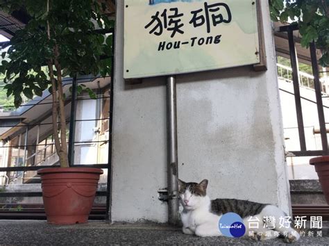 春遊瑞芳區猴硐貓村 意外遭貓咪抓傷該怎麼辦？ 台灣好新聞 Taiwanhot