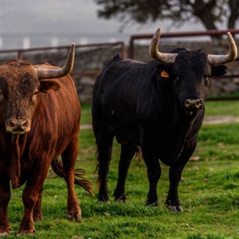 Estos Son Los Toros Para El Domingo De Ramos En Madrid Rtv Toros Tv