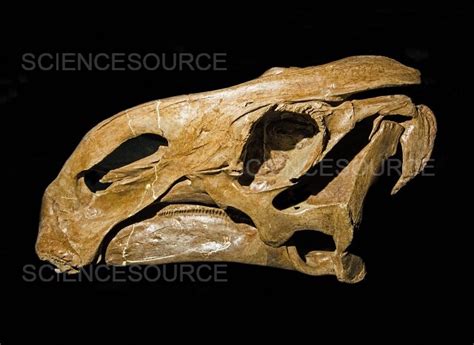 Photograph | Brachylophosaurus | Science Source Images