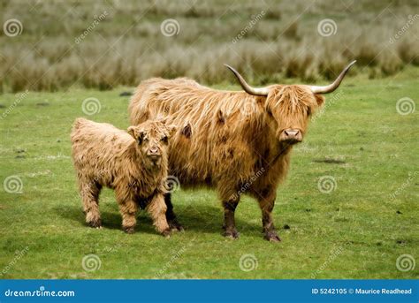 Scottish Highland Cow & Calf Stock Image - Image of grazing, bull: 5242105