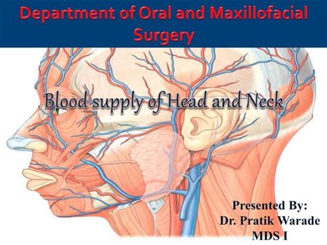 Blood Supply Of Head And Neck Ppt