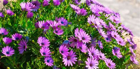 How To Grow And Care For Osteospermum African Daisies Uk