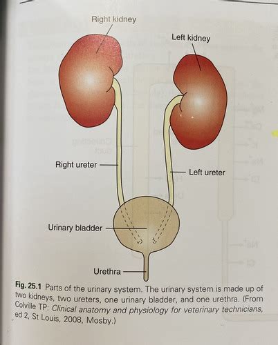 Chapter Anatomy And Physiology Of The Urinary System Flashcards