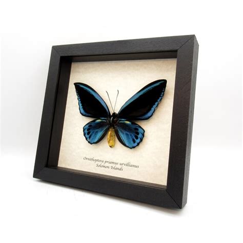 Rare Xl Blue Birdwing Butterfly Framed Taxidermy Etsy