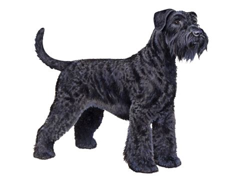 Giant Schnauzer Facts - Wisdom Panel™ Dog Breeds