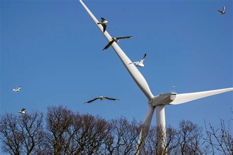 Why Wind Turbines Threaten Endangered Species With Extinction