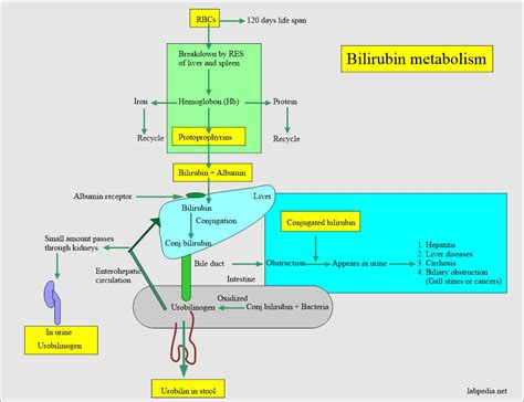 Urine for Bilirubin in Urine (Bilirubinuria) – Labpedia.net