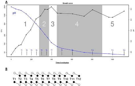 L Lactis Mg1363 Chrono Transcriptomics Set Up A Growth Of And Download Scientific Diagram