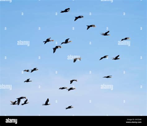 Double Crested Cormorants Nannopterum Auritum Fly Over Long Lake