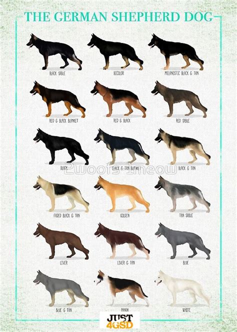 Gsd Color Chart Popular German Shepherd Dog Colors