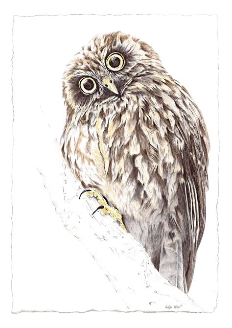 Ruru Nz Owl Painting Morepork Indigo Wise Owl Painting Ruru