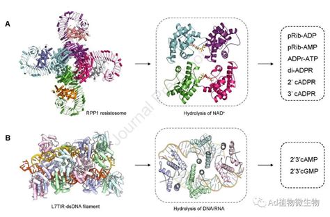 Molecular Plant 柴继杰团队详细综述植物免疫受体的结构、生化功能和信号传导机制！ 知乎