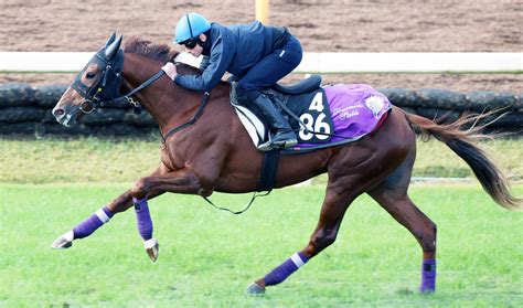 【新馬戦】「お母さん似」ヴィブロスの子シヴァース出陣19日京都4r Umatoku 馬トク