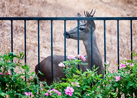 Deer-Resistant Flowering Shrubs - BackyardPatioLife