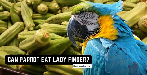 Can Parrots Eat Lady Finger All You Need To Know