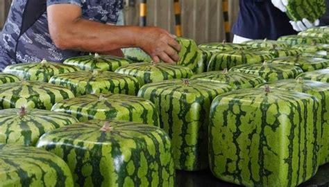 15 frutas exóticas mais raras e caras do mundo