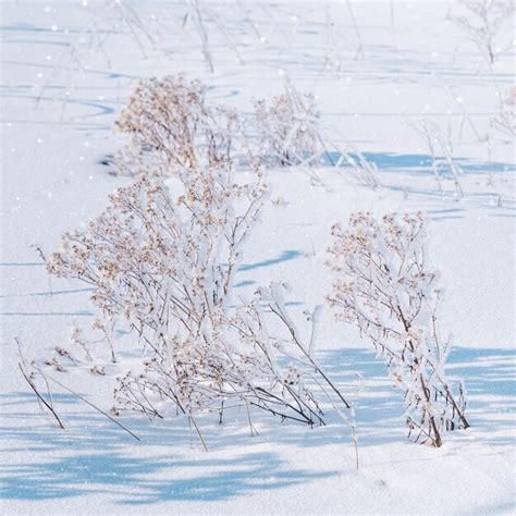 Premium Photo Beautiful Frozen Grasses In Winter Sun With Long