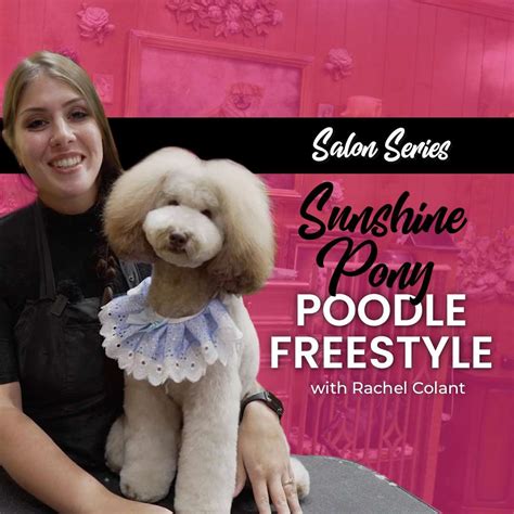 Sunshine Pony Poodle Freestyle Dog Grooming Course | Groom Haüs