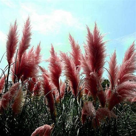 Beautiful Red Pampas Grass Seeds My Seeds