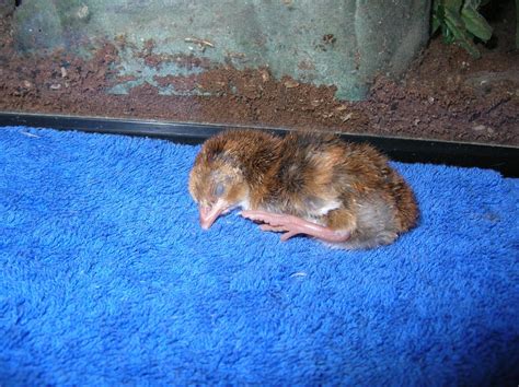 Very Unusual Chick Guinea Chicken Hybrid Backyard Chickens Learn How To Raise Chickens