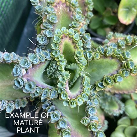 Mother Of Thousands Kalanchoe Daigremontiana Tropicalshouseplants