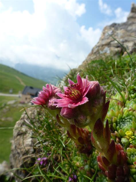 Sempervivum sp T Lefort 2013 Pyrénées Atlantiques Val Def Flickr