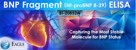 Bnp Fragment Nt Probnp Elisa Assay Product Highlights Eagle