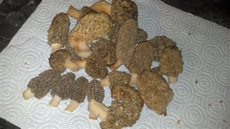 First Morel mushrooms hunt was a success : Hunting