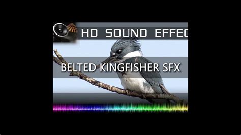 Belted Kingfisher Call Sound Effect Shorts 🐦🔉 Hq Youtube