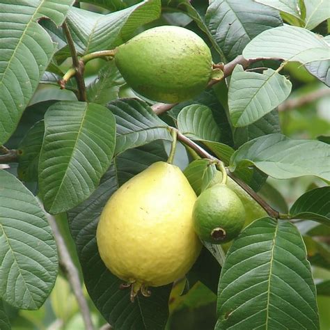 Guava Tree Guava Fruit Pink Guava