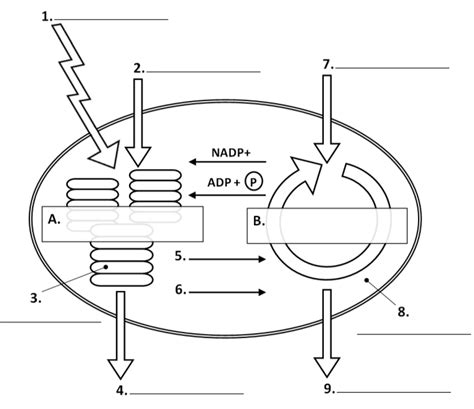 Reactions Of Photosynthesis Diagram Quizlet