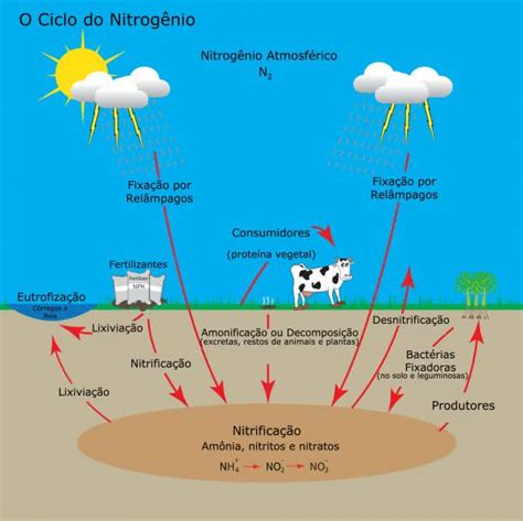 Ciclo Do Nitrog Nio Entenda Suas Etapas E Sua Import Ncia Toda Mat Ria