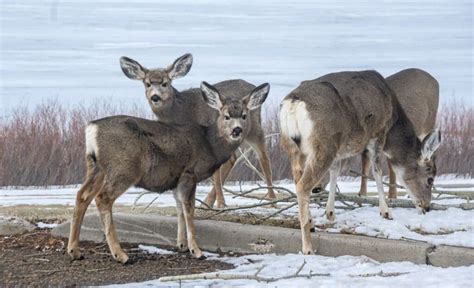 Winter in Cypress Hills, Alberta: A Complete Guide | Hike Bike Travel